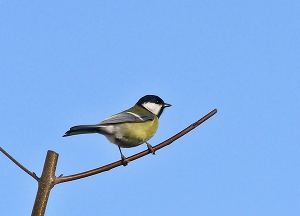 Sýkorka bielolíca Parus major