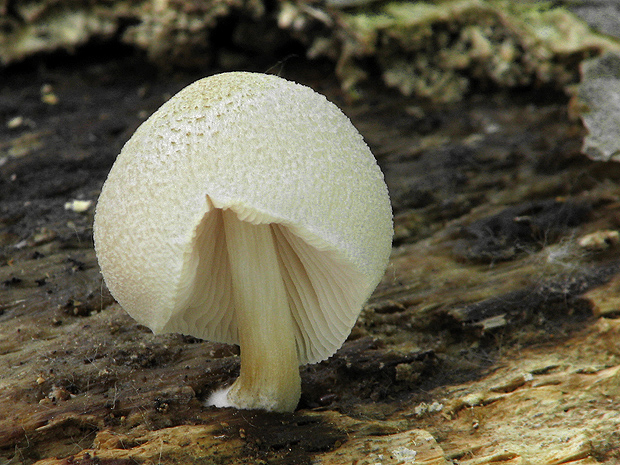 štítovka hľúzkovitá ? Pluteus semibulbosus (Lasch) Quél.