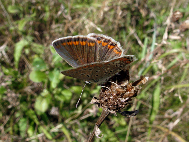 modráčik obyčajný Polyommatus icarus