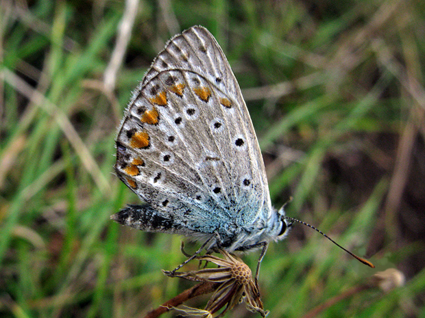 modráčik obyčajný Polyommatus icarus