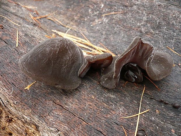 uchovec bazový Auricularia auricula-judae (Bull.) Quél.