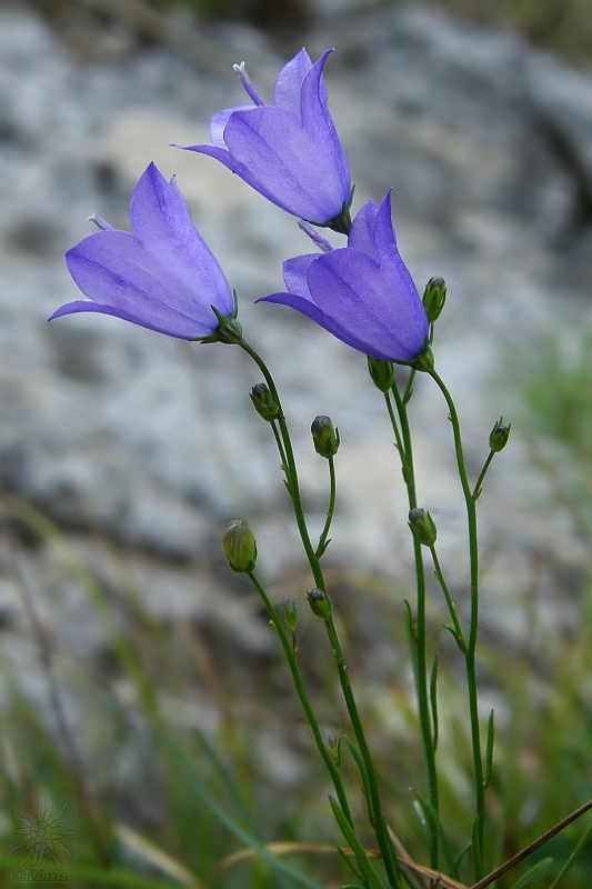 zvonček moravský Campanula moravica (Spitzn.) Kovanda