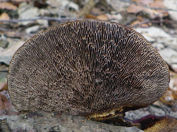 sieťkovček červenkastý Daedaleopsis confragosa (Bolton) J. Schröt.