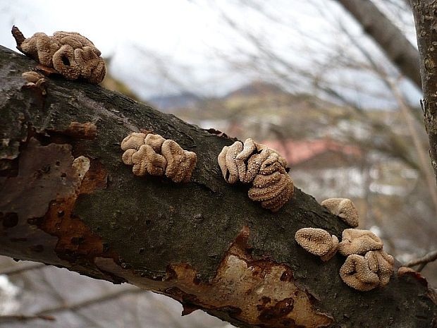 dutinovka otrubnatá Encoelia furfuracea (Roth) P. Karst.