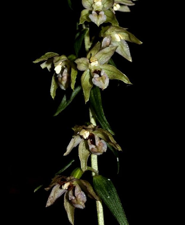 kruštík širokolistý pravý Epipactis helleborine subsp. helleborine (L.) Crantz