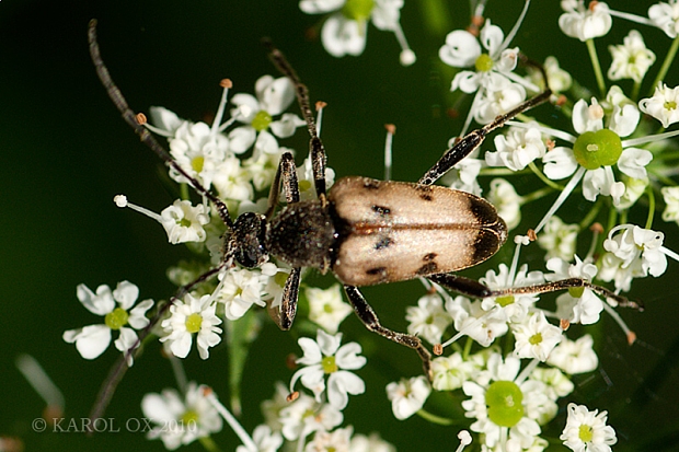 fuzáč rúbaniskový Pachytodes cerambyciformis ab. heyrovskyana