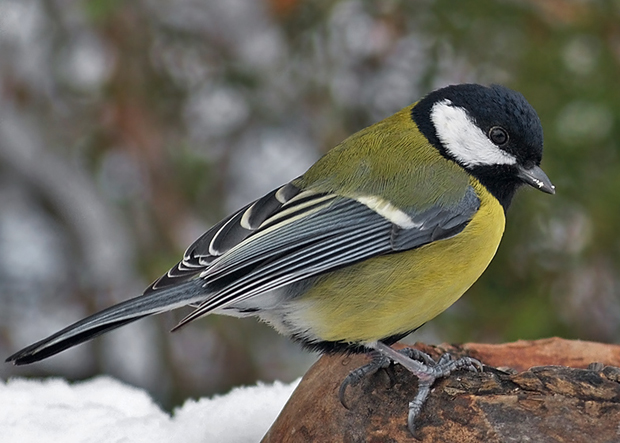 sýkorka veľká Parus major