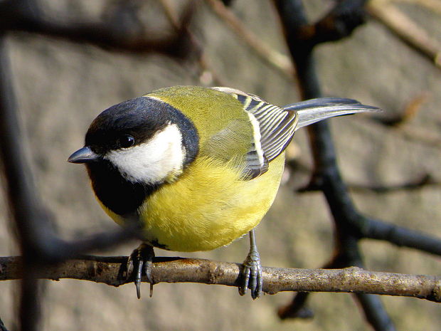 sýkorka bielolíca Parus major