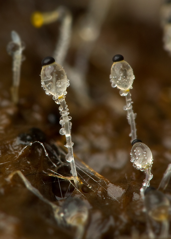 mrštec jagavý Pilobolus crystallinus (F.H. Wigg.) Tode