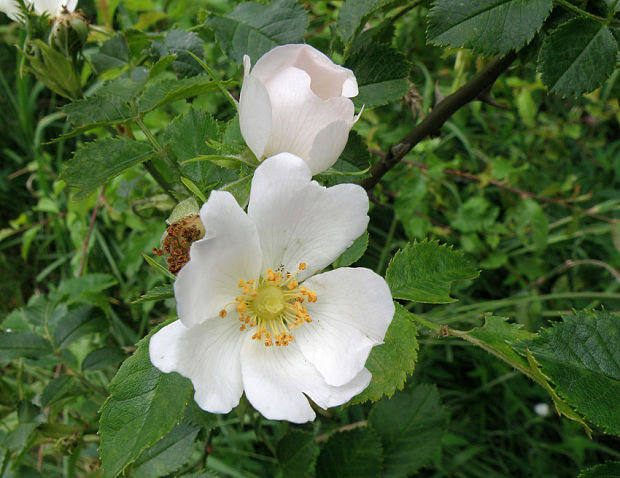 ruža šípová Rosa canina L.