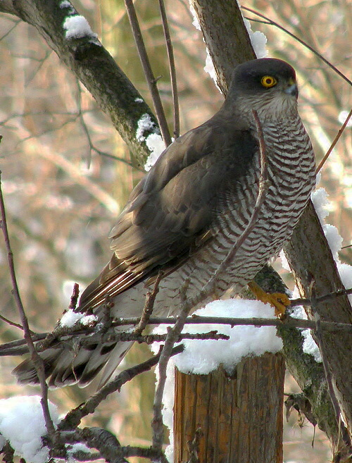 krahujec obecný Accipiter nisus