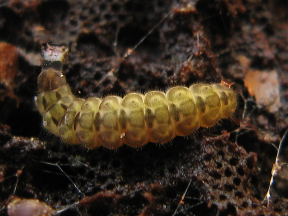 snehuľčíkovité Cantharidae fam.