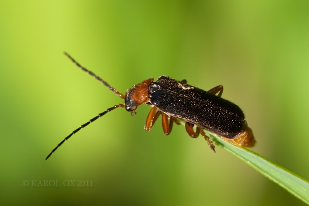 snehuľčík Cantharis flavilabris