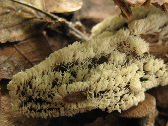 rohačka kríčkovitá Ceratiomyxa fruticulosa var. fruticulosa (O.F. Müll.) T. Macbr