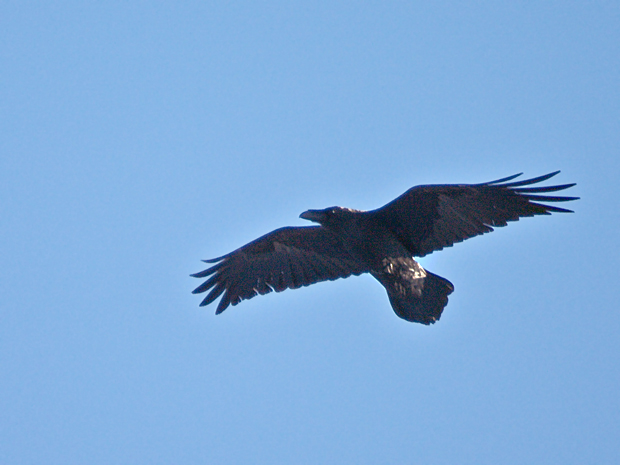 krkavec čierný  Corvus corax