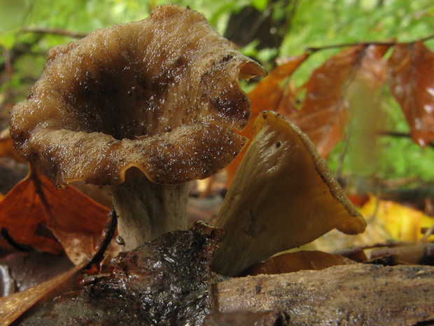 lievik trúbkovitý Craterellus cornucopioides (L.) Pers.