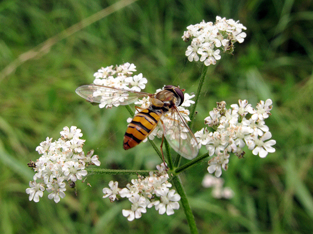 pestrica pruhovaná Episyrphus balteatus