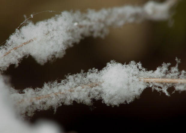 parazitická huba Gibellula sp.