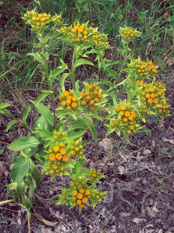 oman Inula bifrons L.