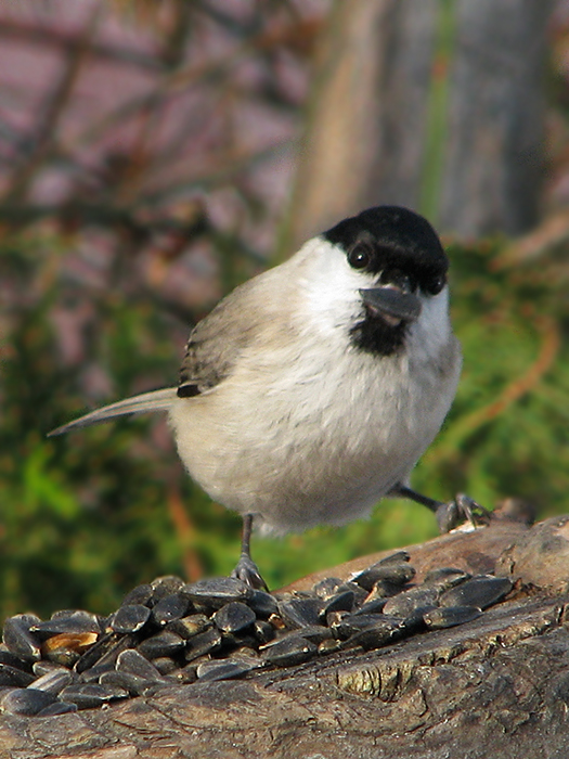 sykorka leskohlava  Parus palustris