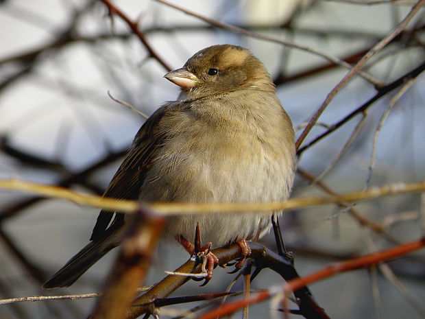 vrabec domový  Passer domesticus