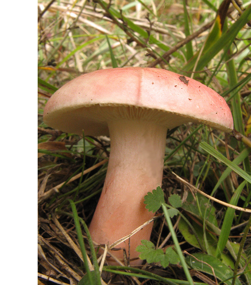 plávka Russula sp.