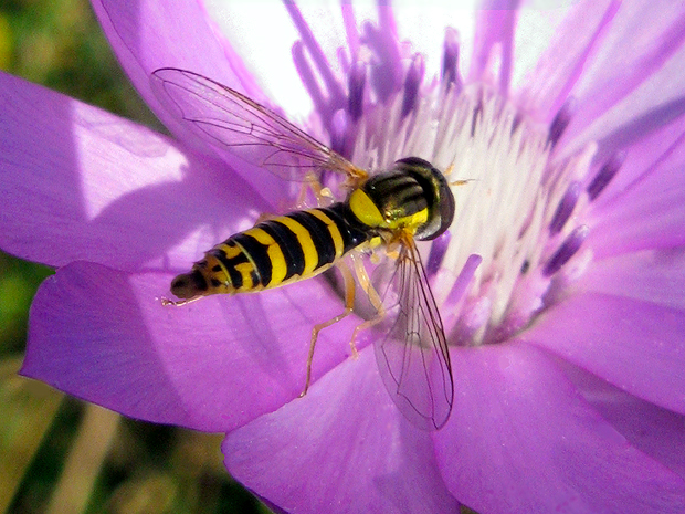 pestrica Sphaerophoria scripta