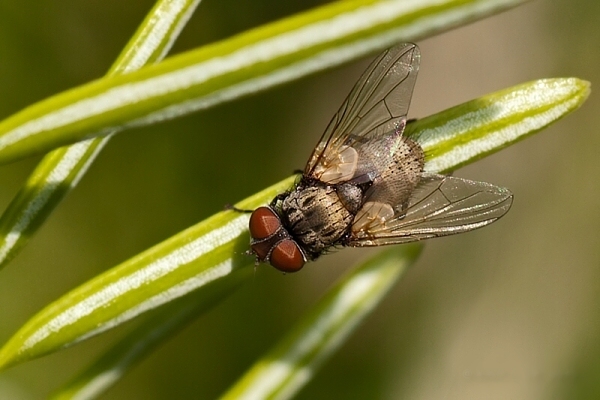 bystruša Strongygaster globula