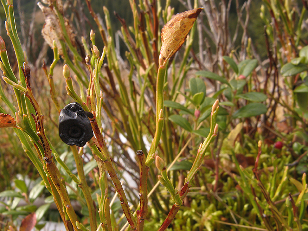 brusnica čučoriedková Vaccinium myrtillus L.