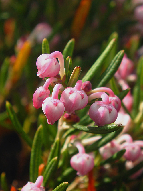 andromédka sivolistá Andromeda polifolia L.