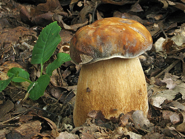 hríb bronzový Boletus aereus Bull. ex Fr.