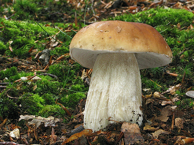 hríb smrekový Boletus edulis Bull.