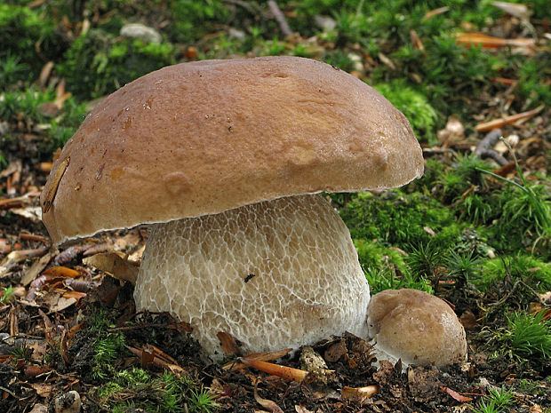 hríb smrekový Boletus edulis Bull.