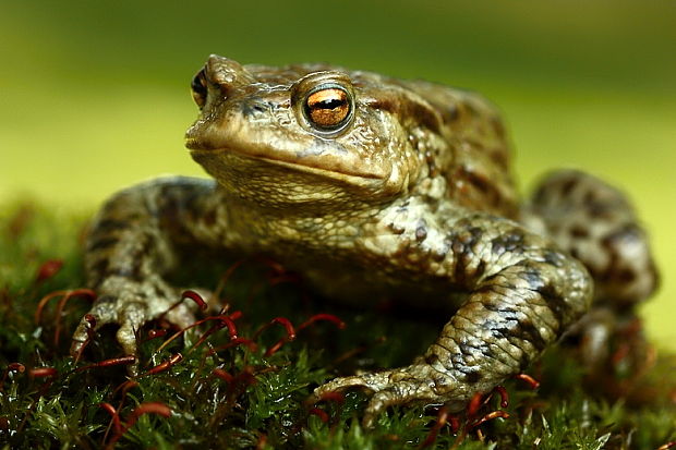 ropucha bradavičnatá Bufo bufo