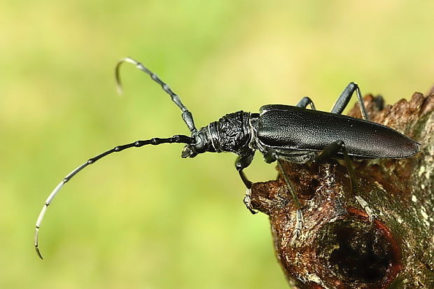 fúzač obrovský Cerambyx cerdo