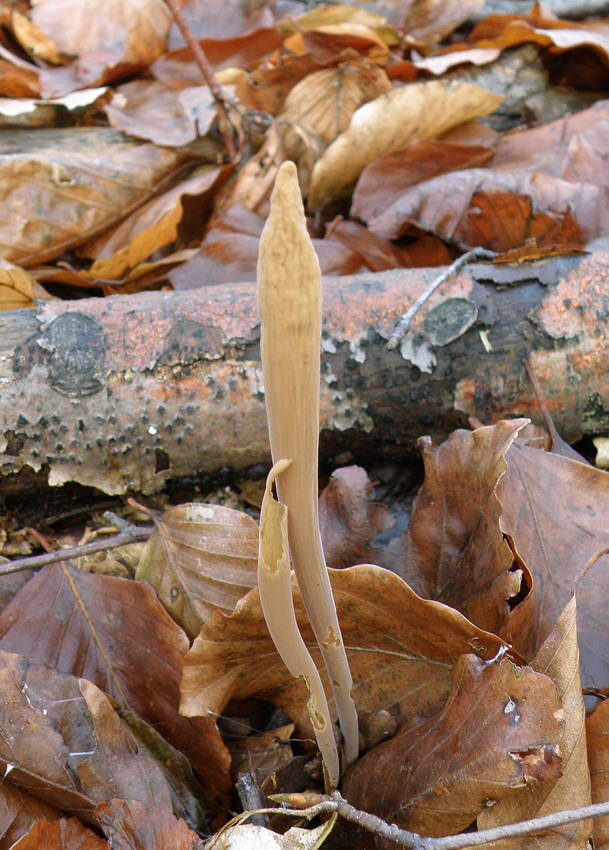 kyjak jazykovitý Clavariadelphus ligula (Schaeff.) Donk