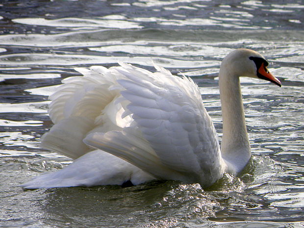 labuť hrbozobá (samec) Cygnus olor