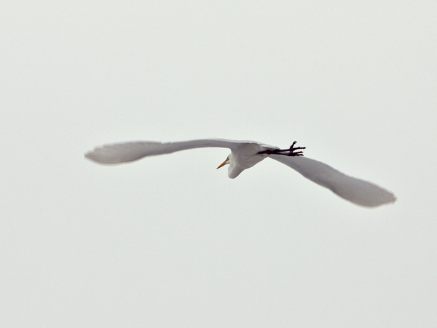 volavka biela  Egretta alba