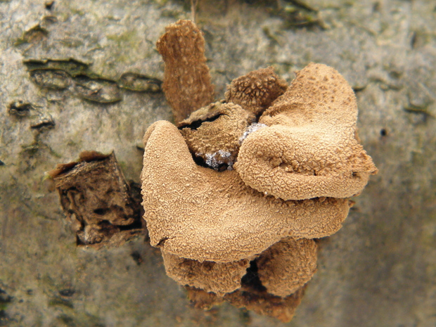 dutinovka otrubnatá Encoelia furfuracea (Roth) P. Karst.