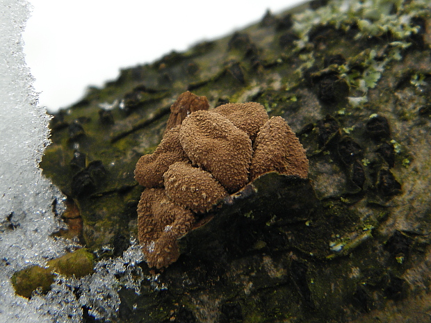 dutinovka otrubnatá Encoelia furfuracea (Roth) P. Karst.