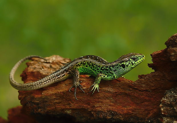 jašterica krátkohlavá Lacerta agilis