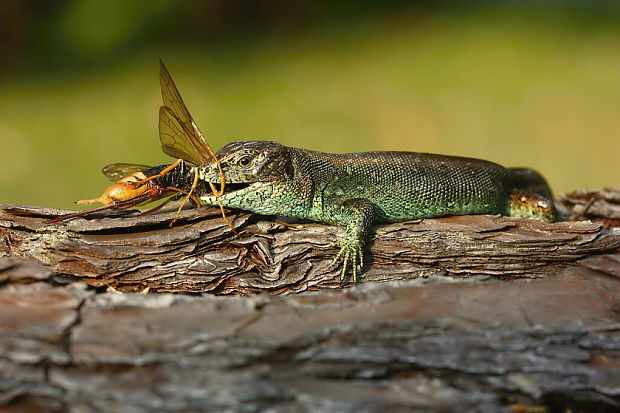 jašterica krátkohlavá Lacerta agilis