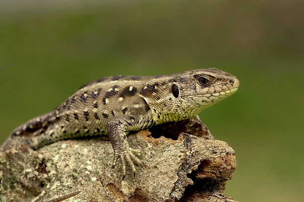 jašterica krátkohlavá Lacerta agilis