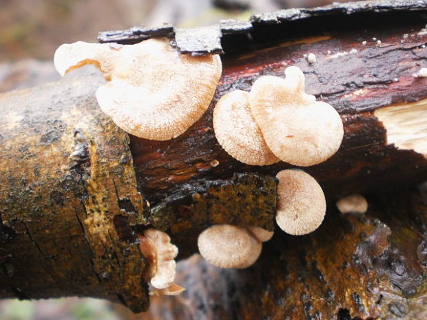 pňovka obyčajná Panellus stipticus (Bull.) P. Karst.