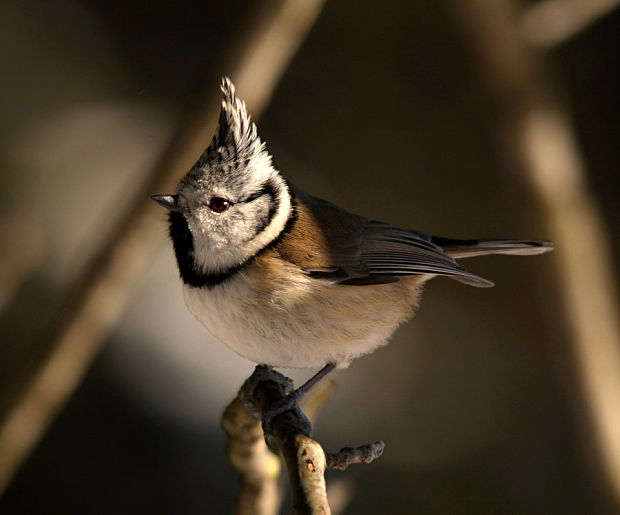 sýkorka chochlatá Parus cristatus