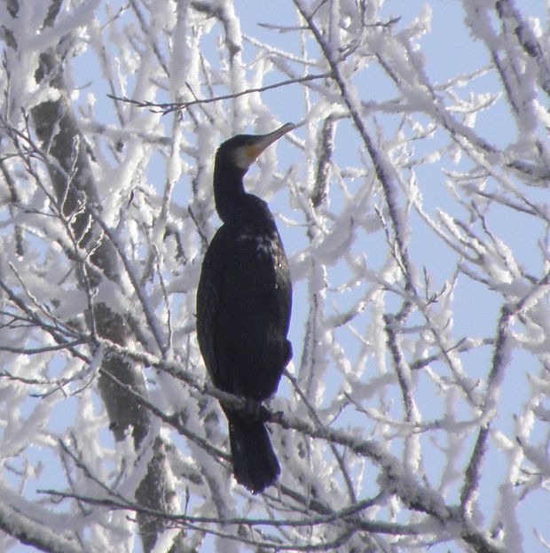 kormorán velky Phalacrocorax carbo