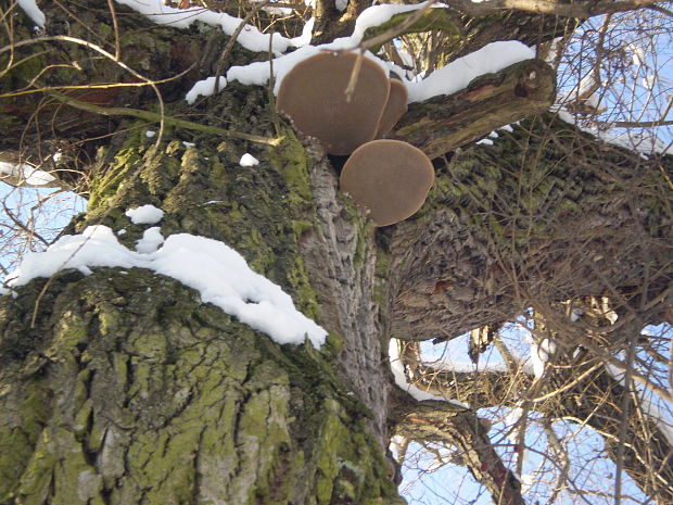 ohňovec obyčajný Phellinus igniarius (L.) Quél.