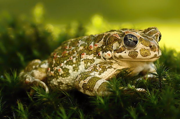 ropucha zelená Pseudepidalea viridis