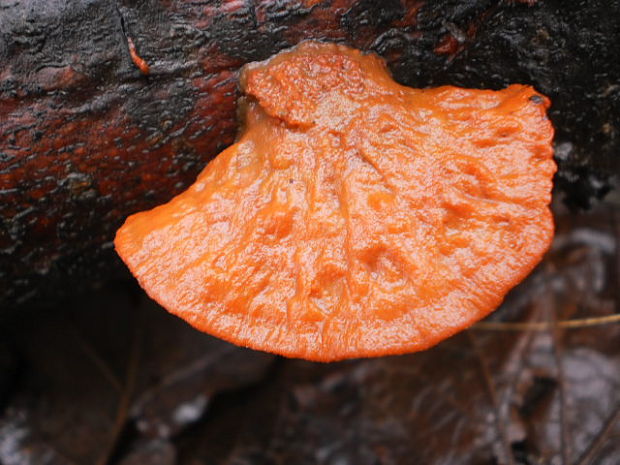 červenica rumelková Pycnoporus cinnabarinus (Jacq.) P. Karst.