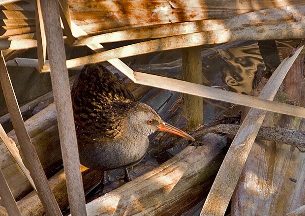 chriašteľ vodný Rallus aquaticus